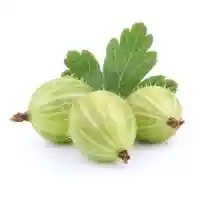 gooseberry01