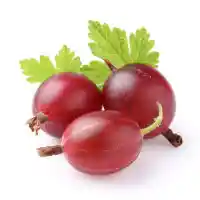 gooseberry4