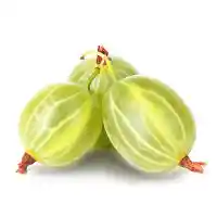 gooseberry3
