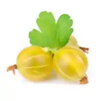 gooseberry2