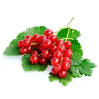 currant2